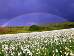 arcobaleno 29 lista